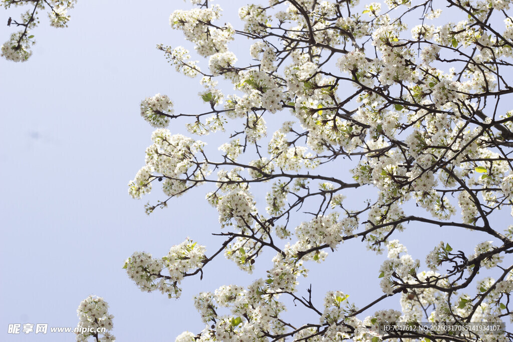 豆梨花春日繁花绽放枝头