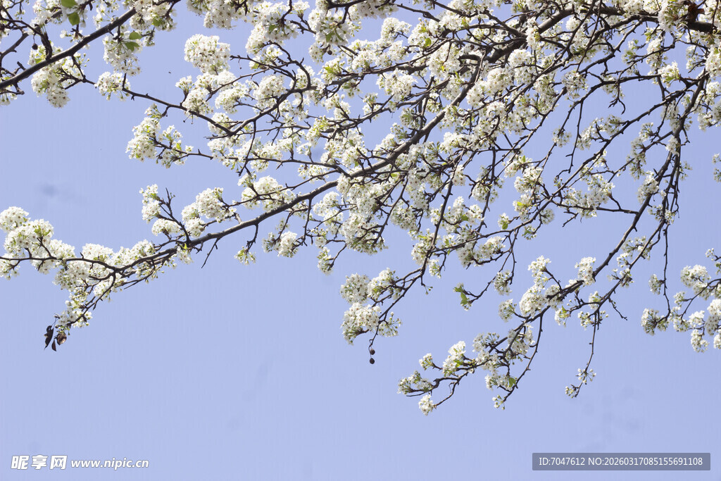 豆梨花枝头繁花绽于蓝天之下