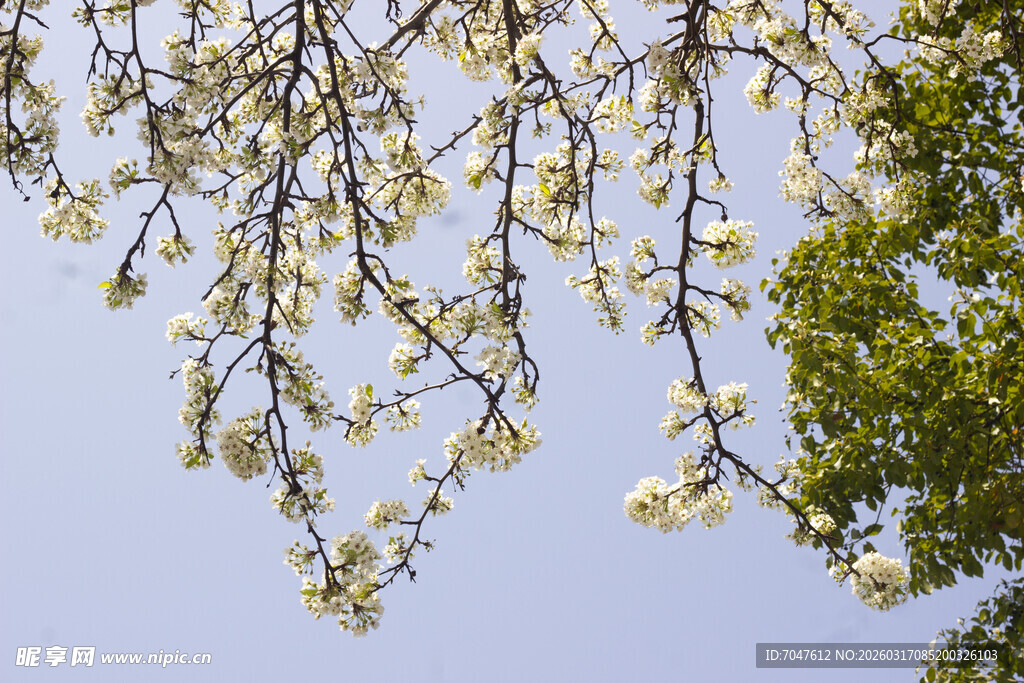 豆梨枝头繁花绽