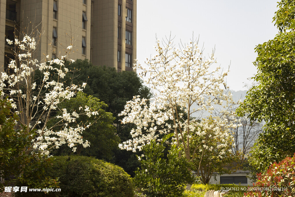 春日小区繁花绿树景致玉兰花