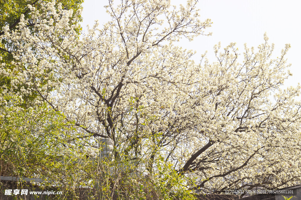 春日盛开的洁白繁花豆梨