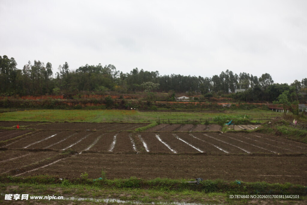 乡村田园景观 田野与树林