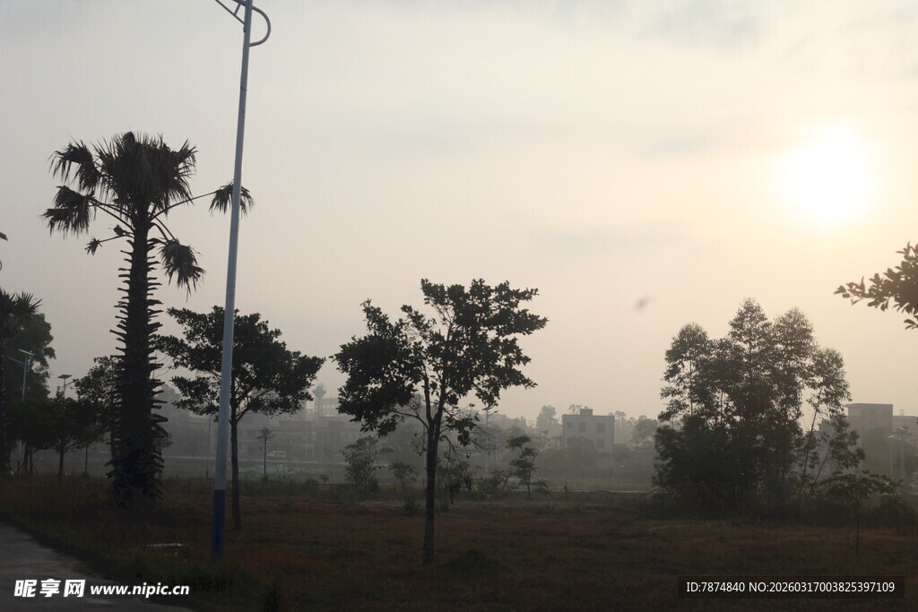 日出时分的林间景象