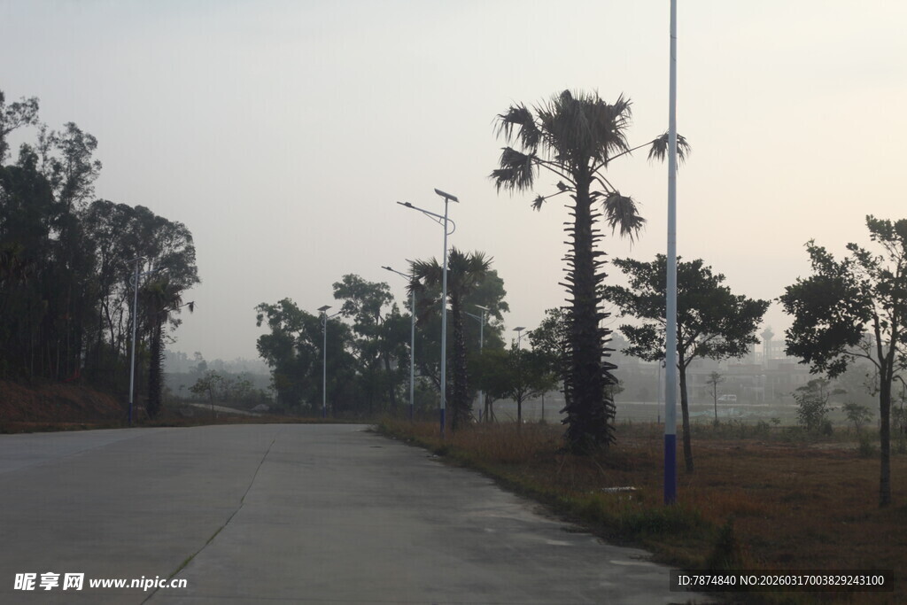 雾中林荫道路景观