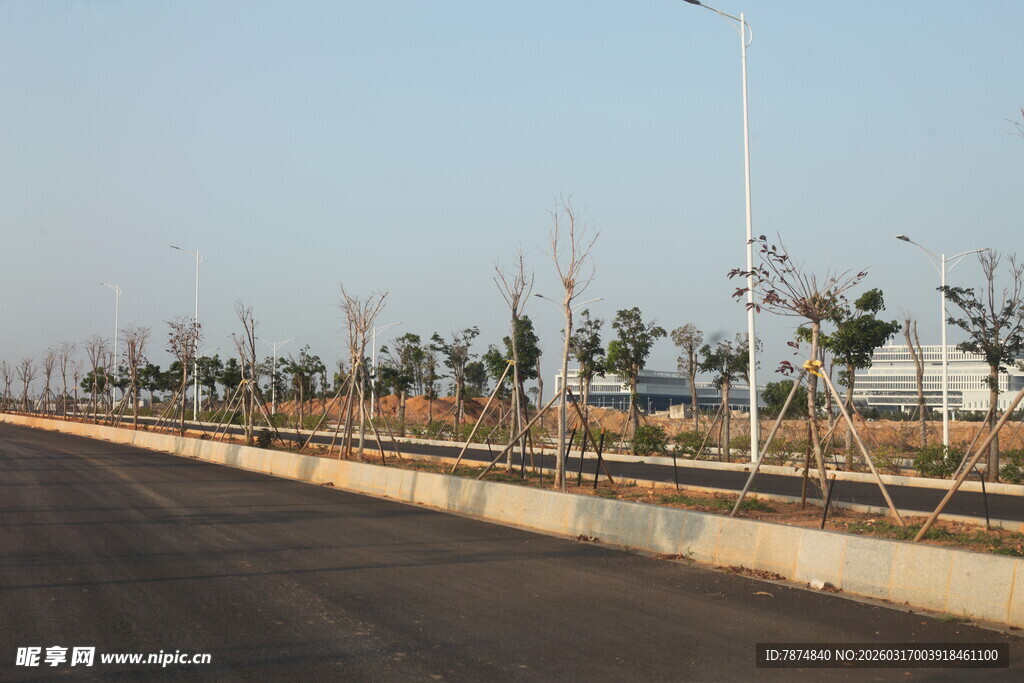 宽阔道路旁的整齐树木