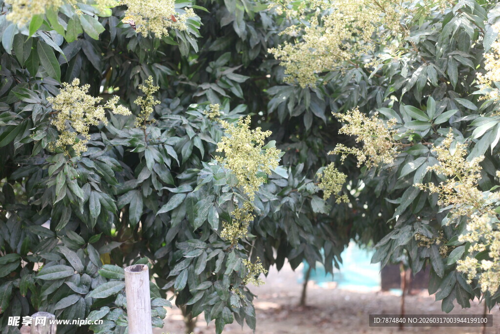 繁茂荔枝树绽放黄色小花