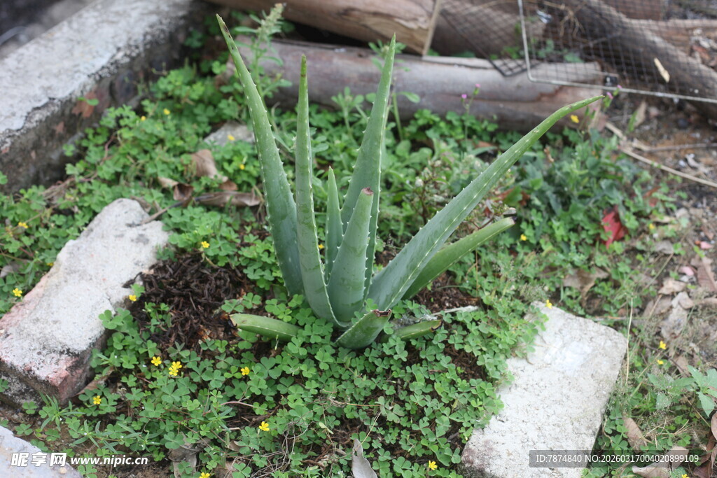 石缝间的芦荟与绿意植物