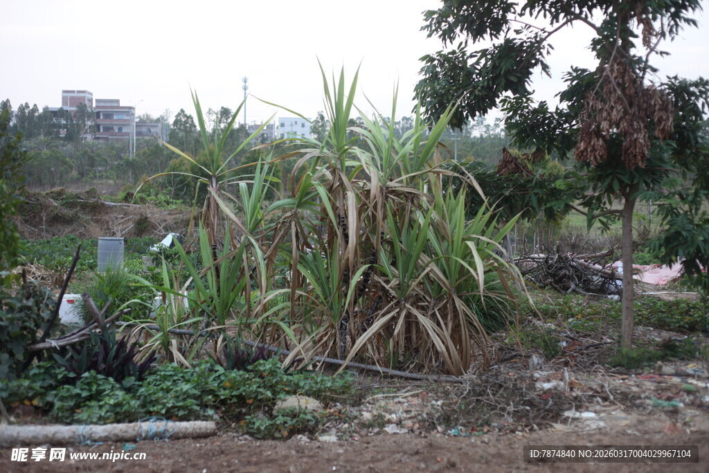 野外茂盛的高大绿色植物