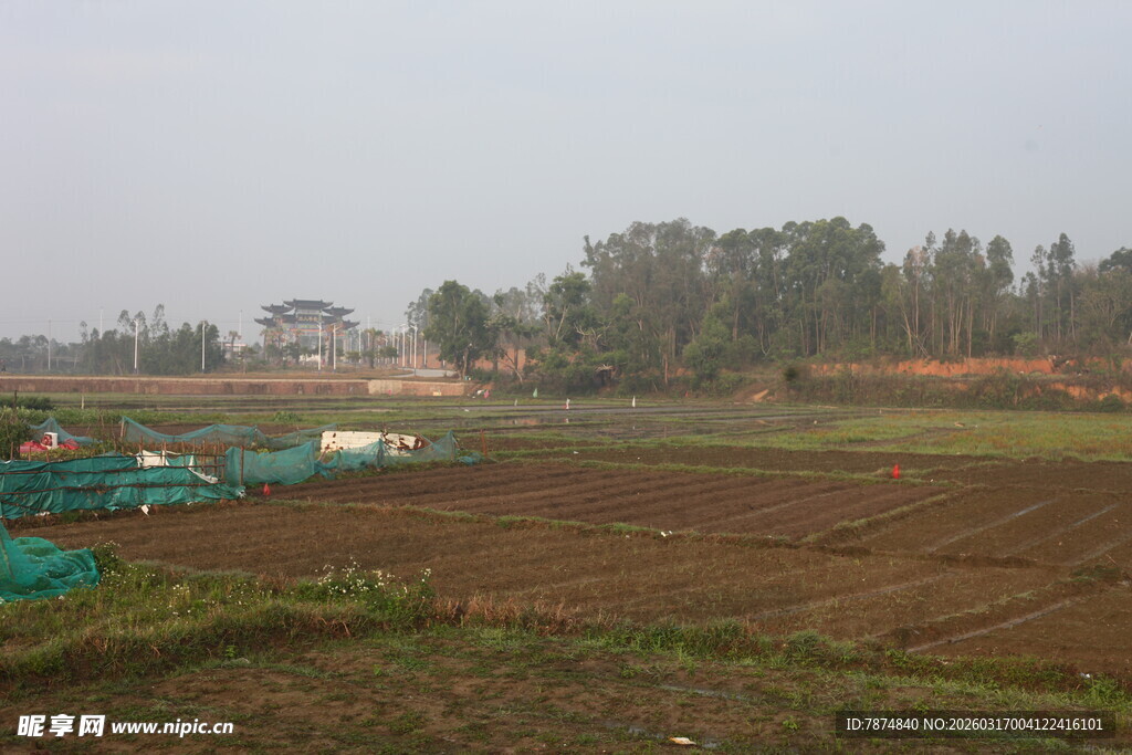 田野风光 农田绿意初显