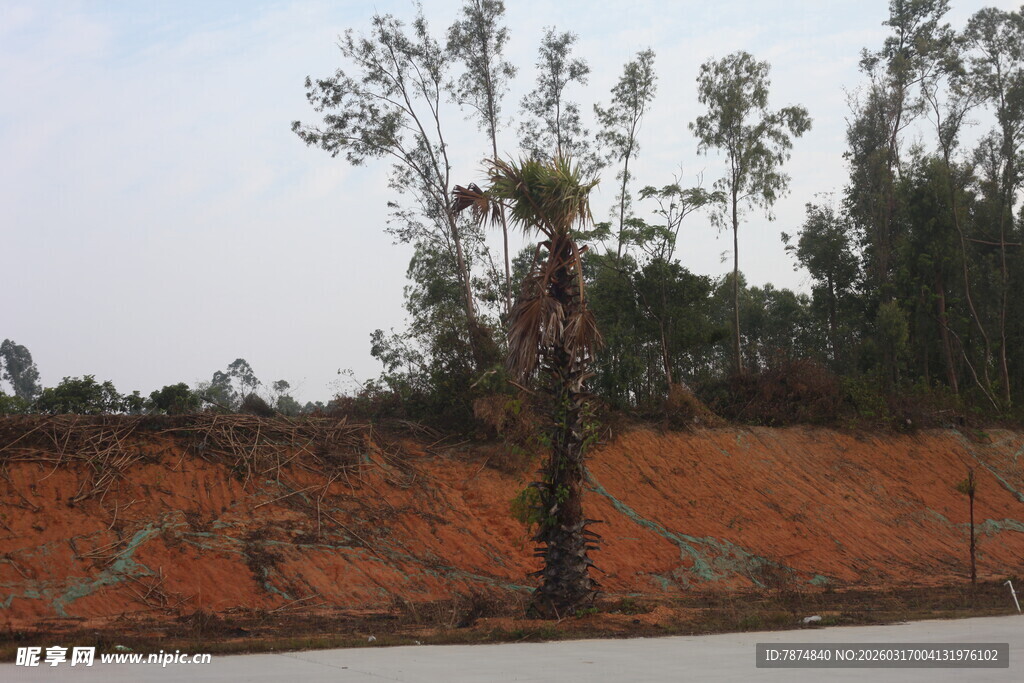 路边土坡上的树木景观