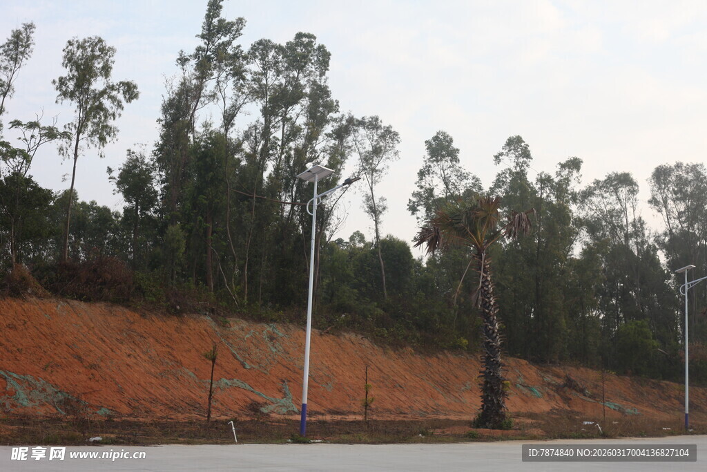 道路旁的挺拔树木景观