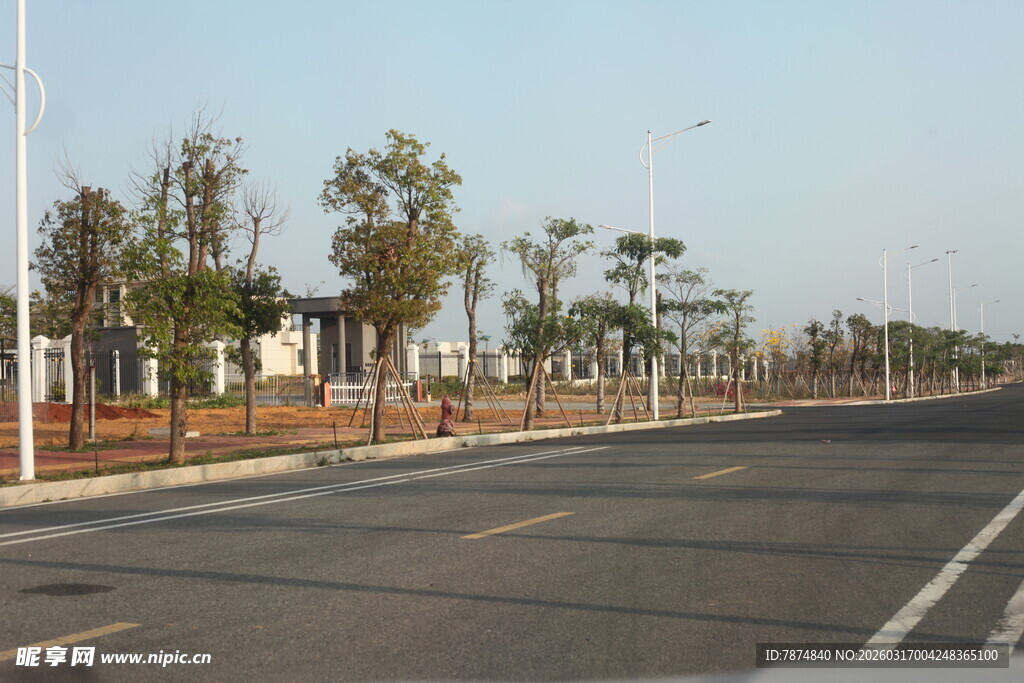 宽阔道路旁成排新栽树木