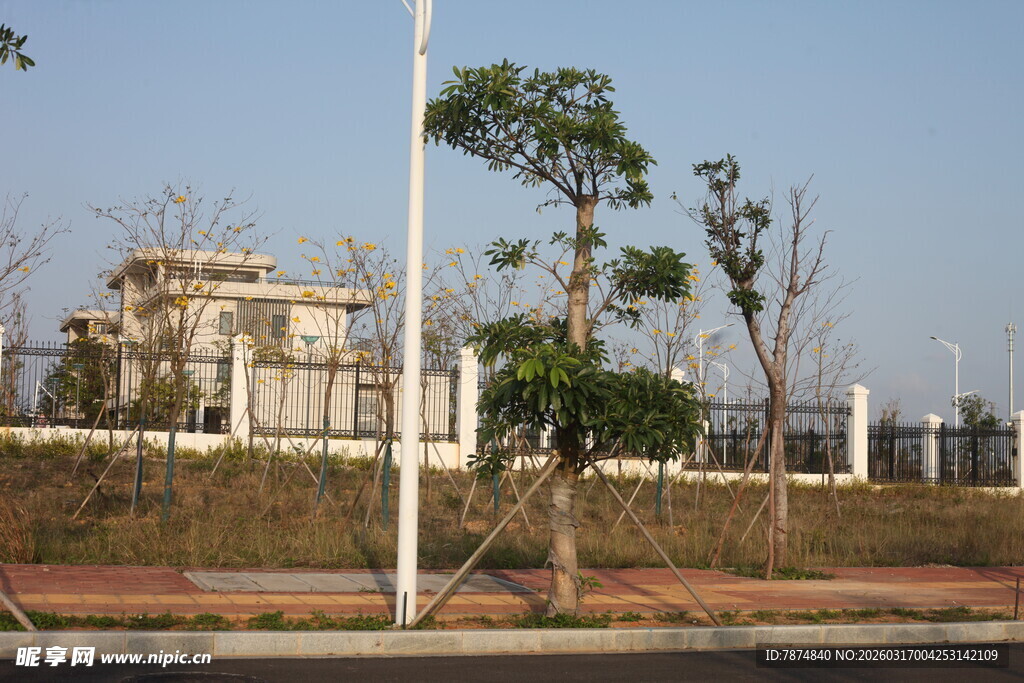 城郊道路旁的树木与建筑