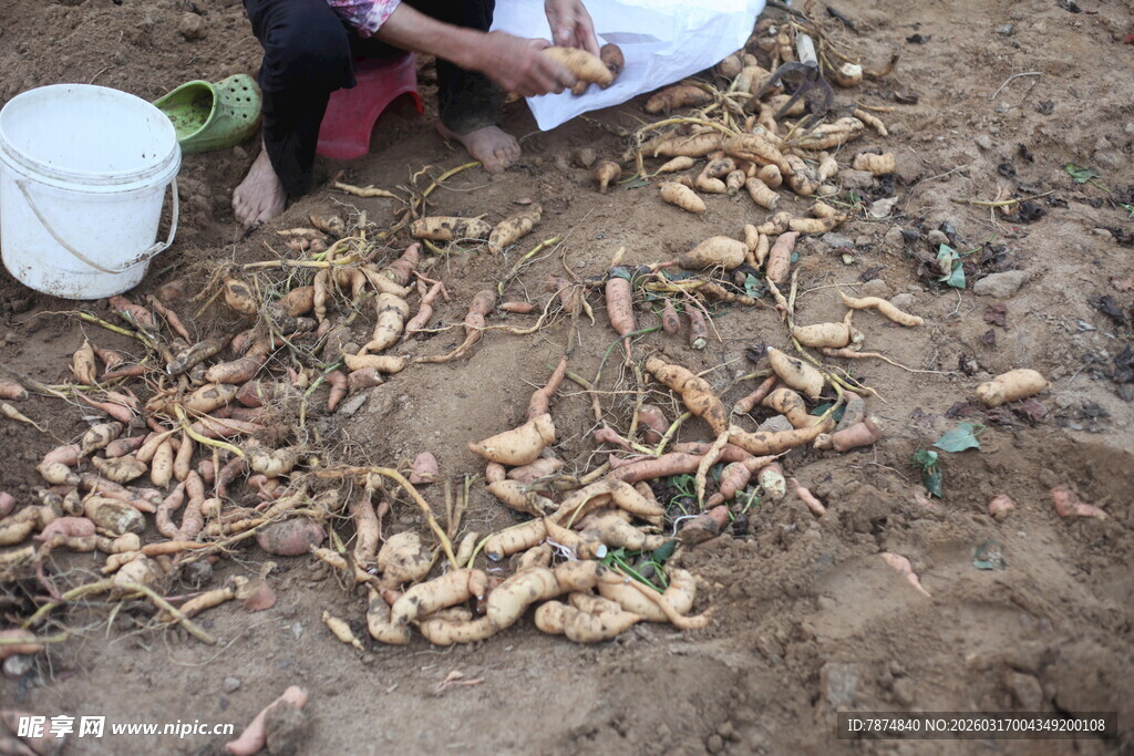 农民田间整理收获的红薯