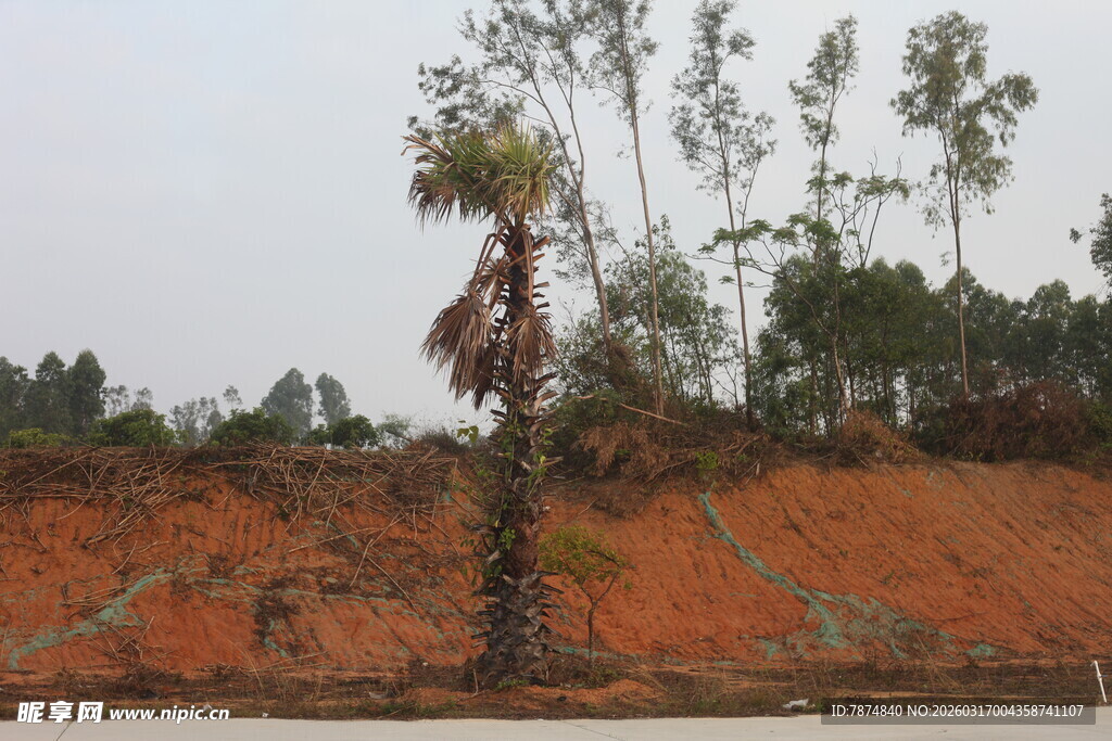 红土坡上的孤树与绿植