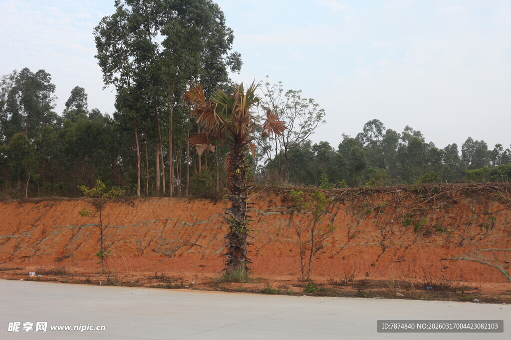 路边孤树与远处树林