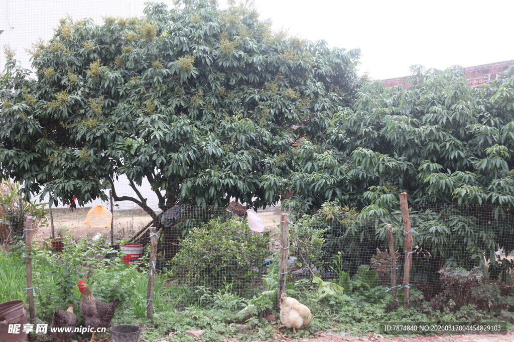 乡村旁的繁茂果树