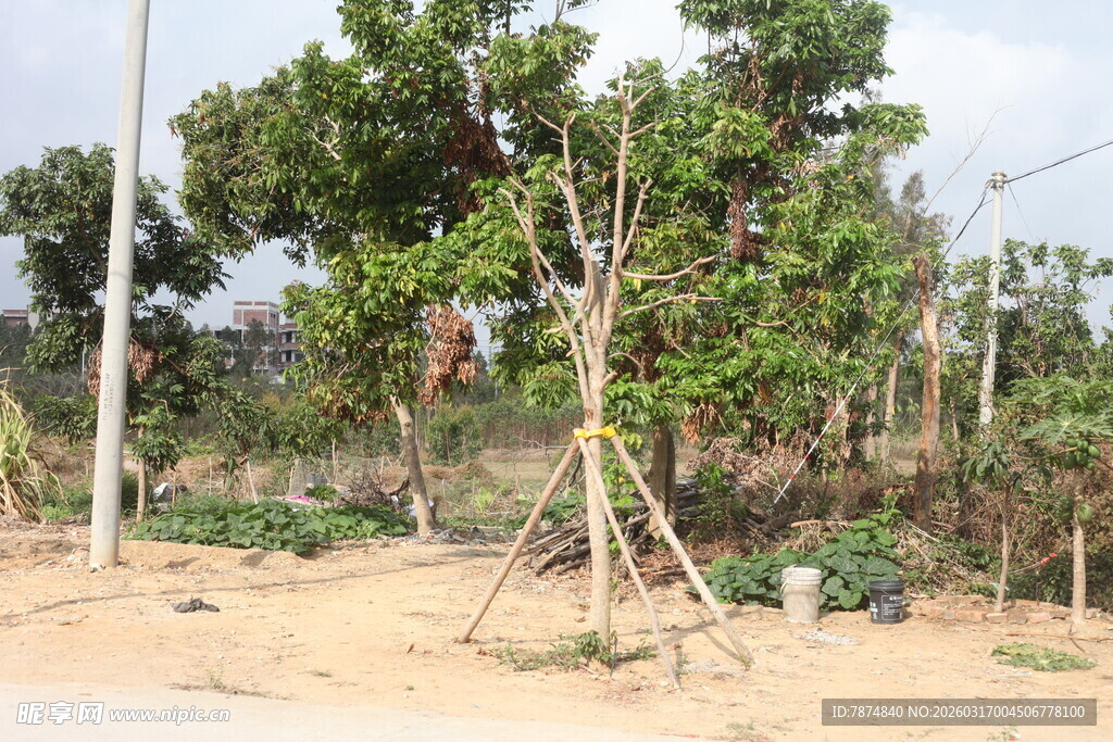 新植树木的田园种植场景