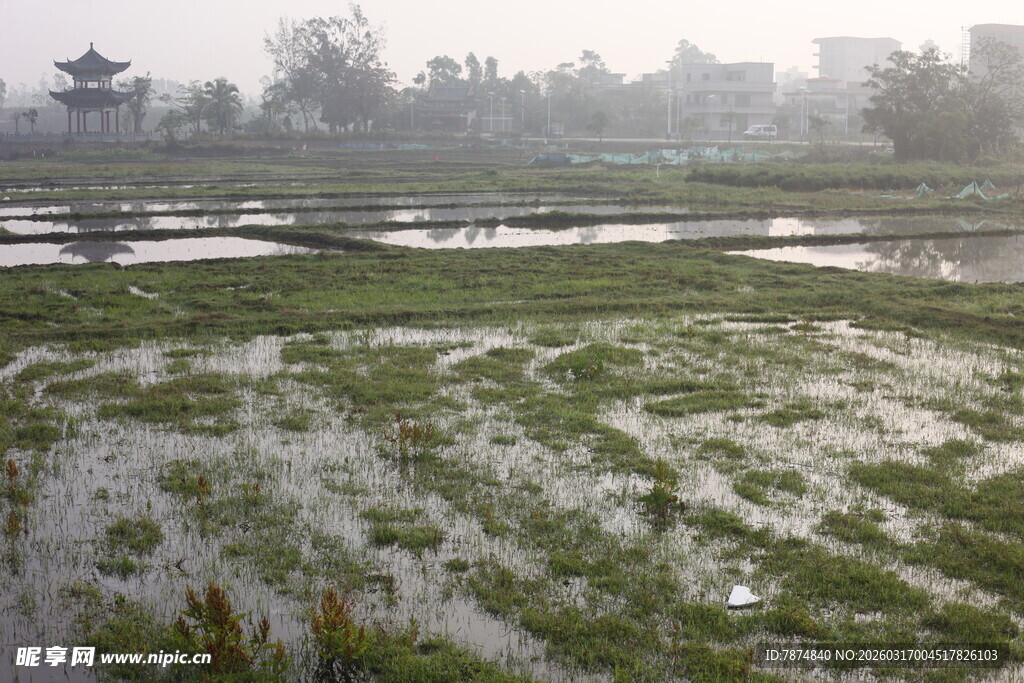 晨雾中的水田与远处建筑
