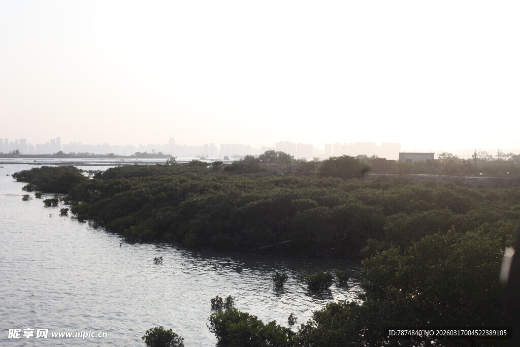 河畔茂密树林的迷人景致