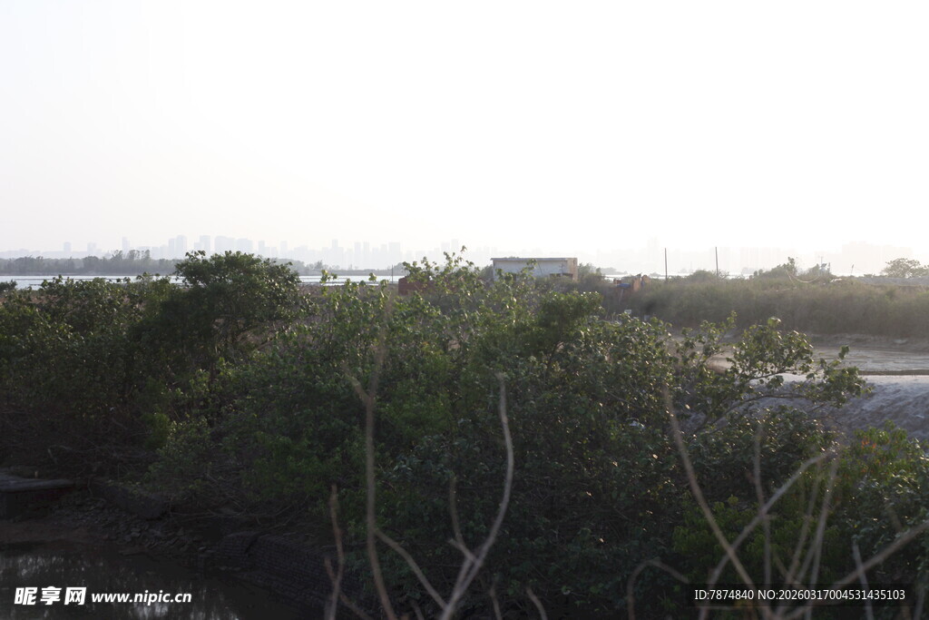 海岸边的茂密植被景观