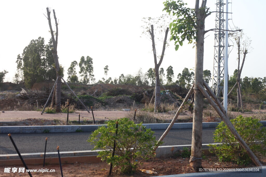 道路旁新植树木景观