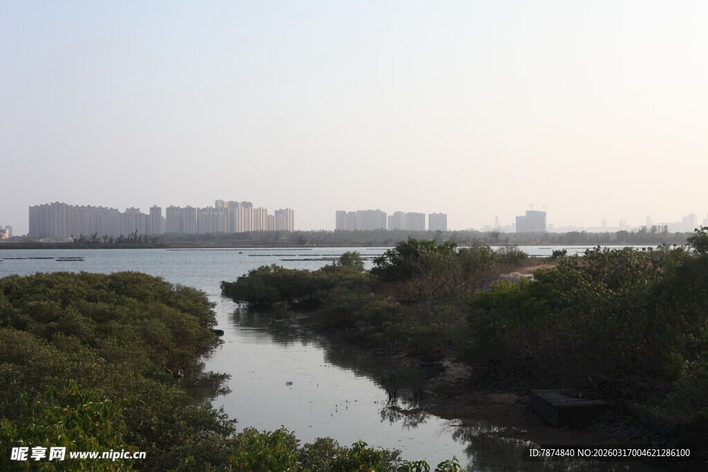 河畔红树林与远处城市景观