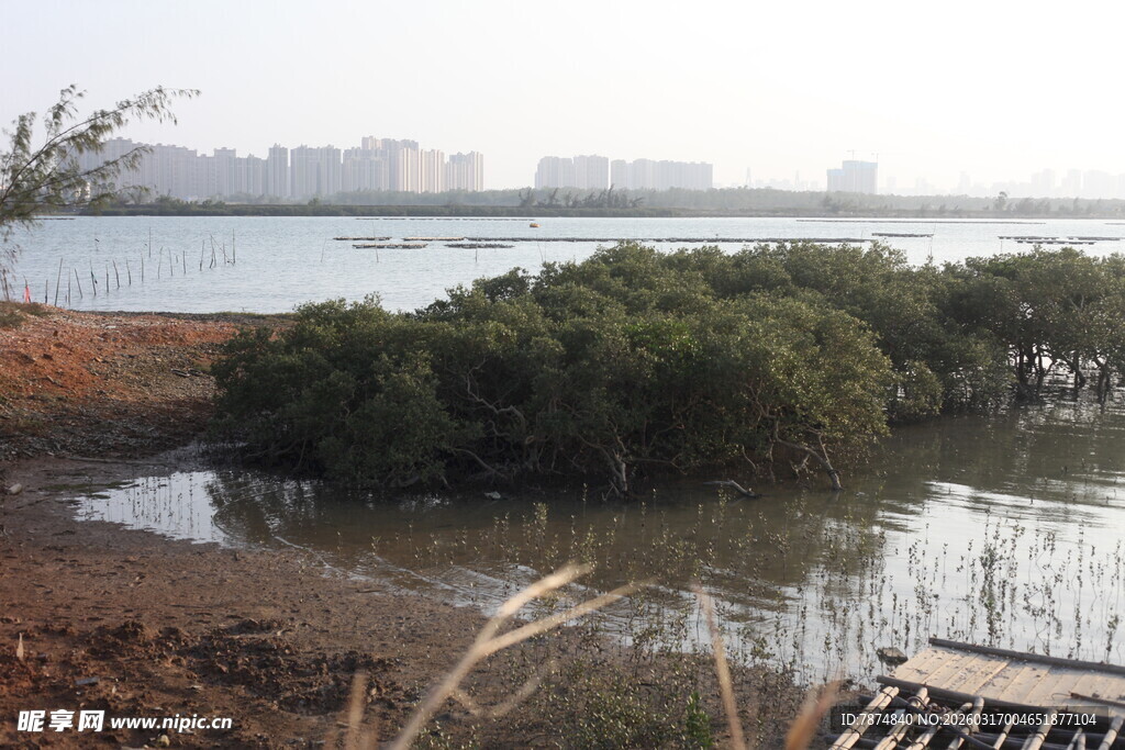 湿地中的茂密植被景观