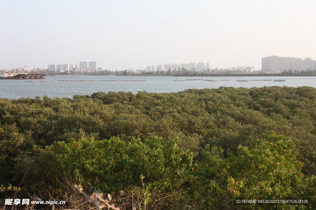 海岸边的茂密红树林景观