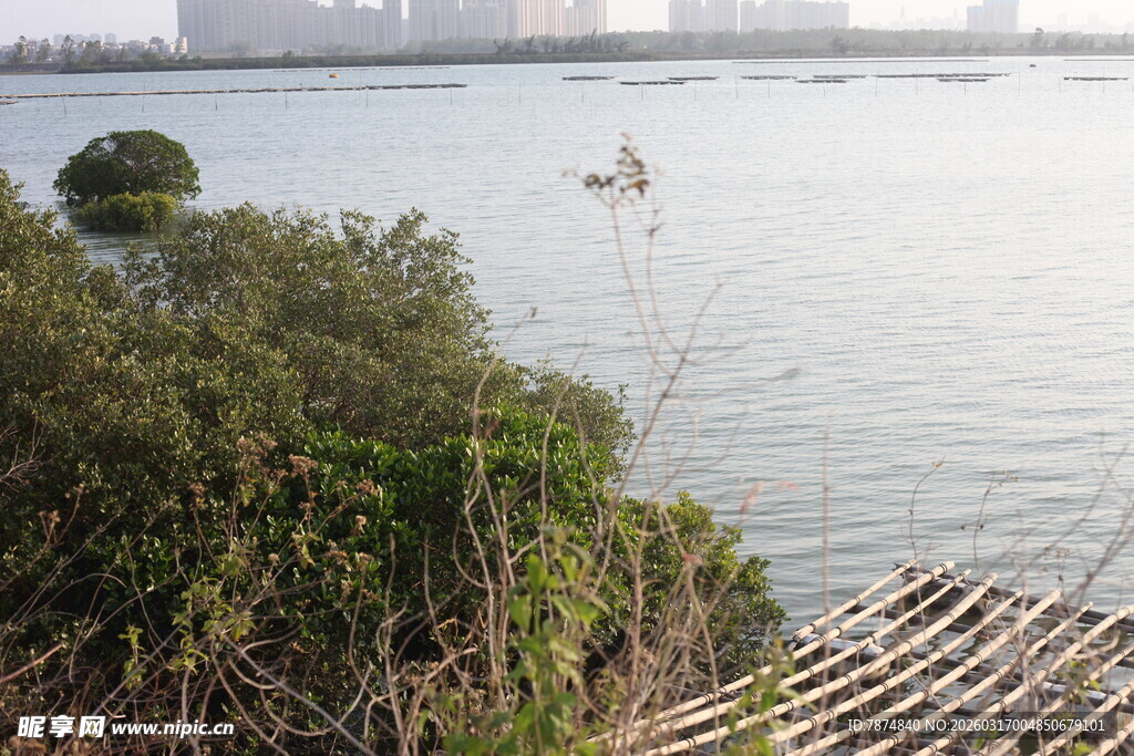 湖畔绿植与远处城市景致