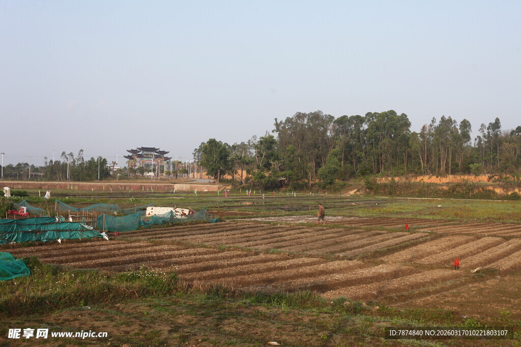 田野风光 农田绿意盎然