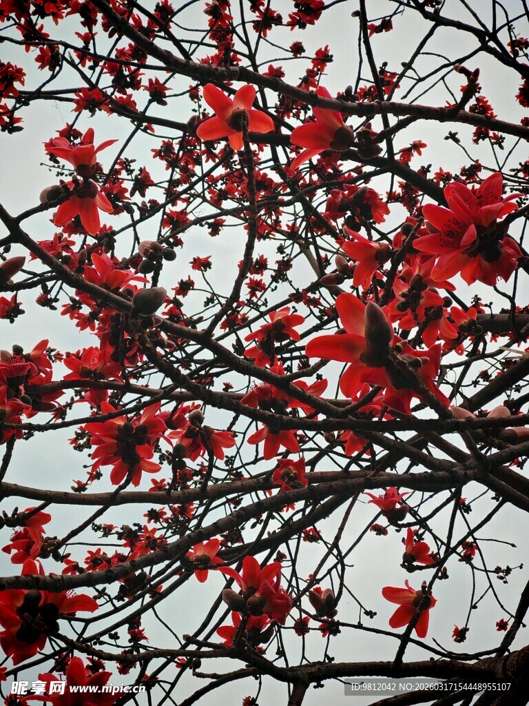 枝头红花朵朵艳 木棉花