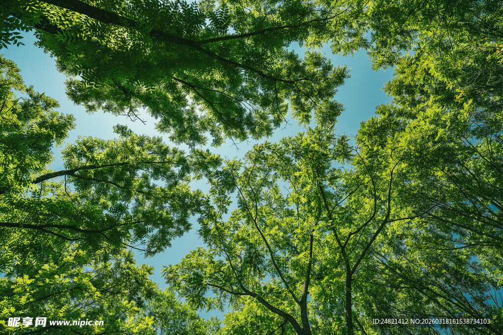 仰视葱郁树冠