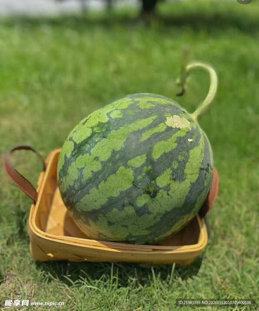 西瓜