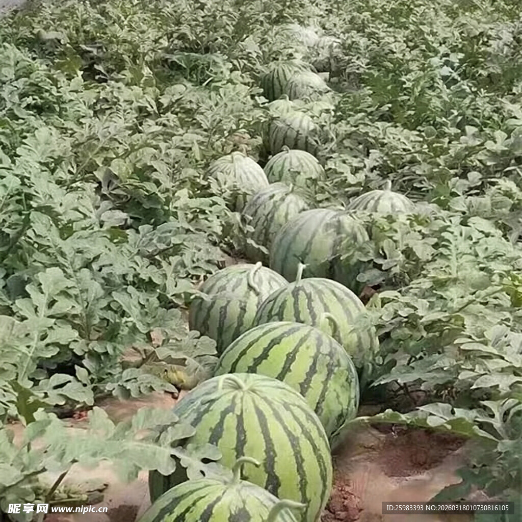 西瓜栽培