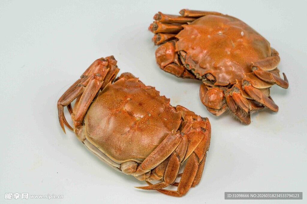 两只大闸蟹特写