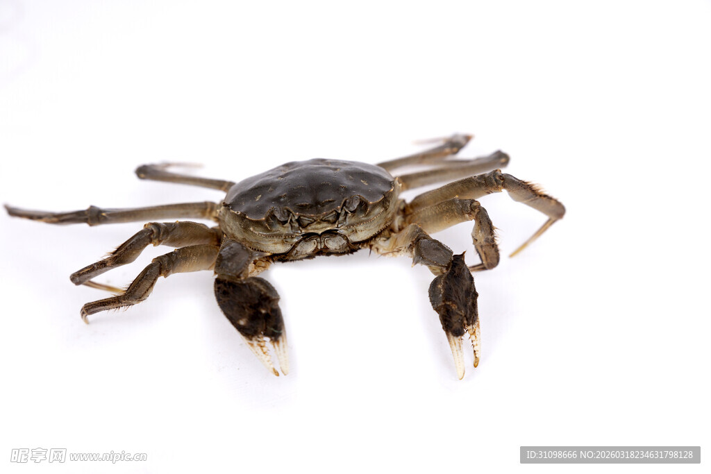 一只螃蟹特写