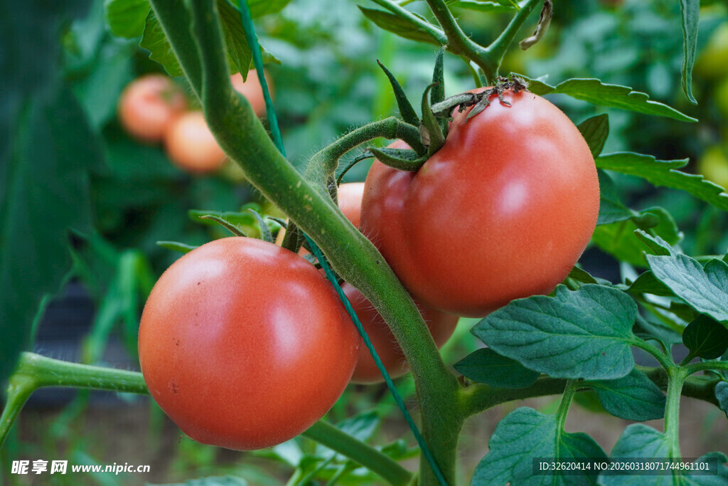枝头番茄