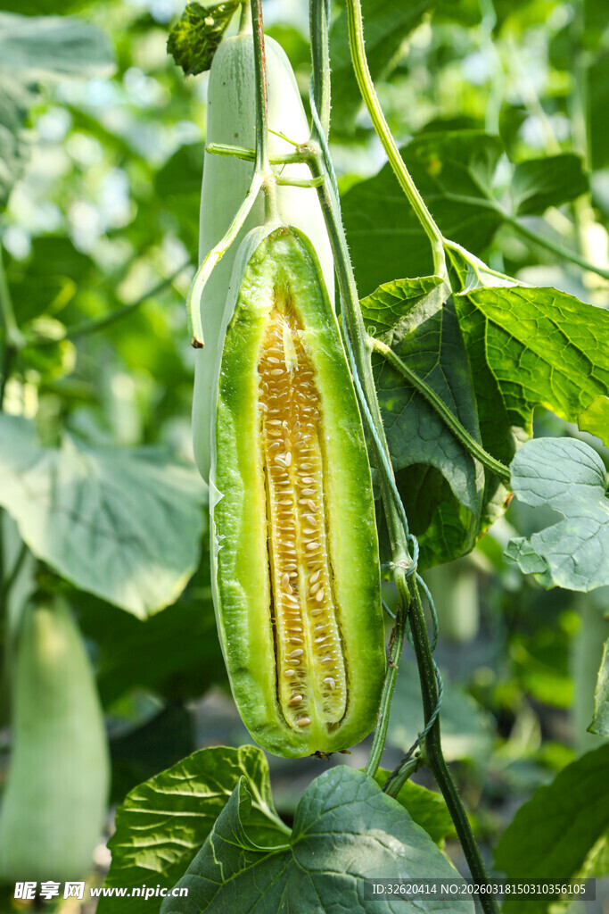 蜜瓜