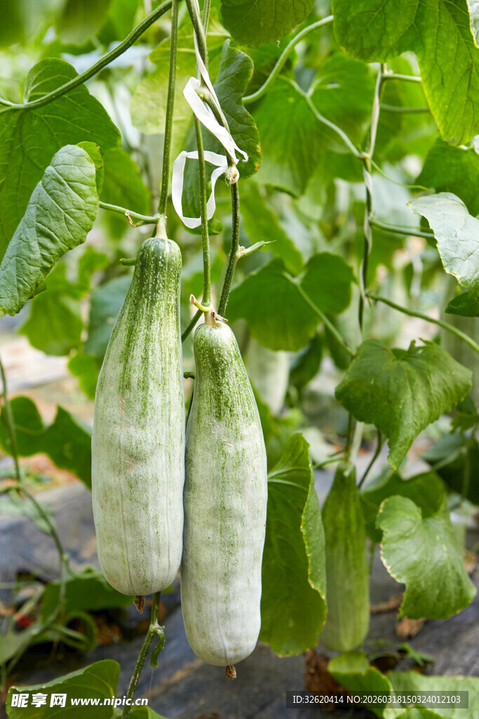 蜜瓜