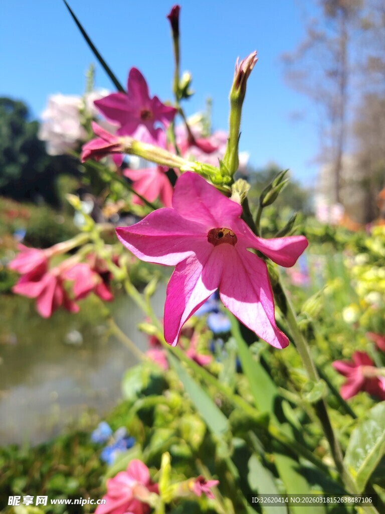 湖畔娇艳绽放的粉色花朵