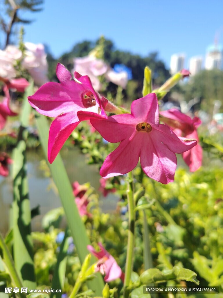 娇艳粉色花卉绽放