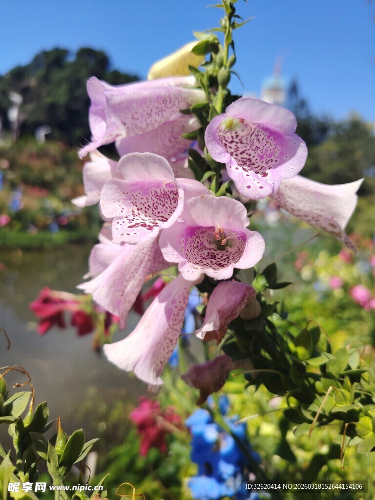 粉色铃状花朵绽放美景