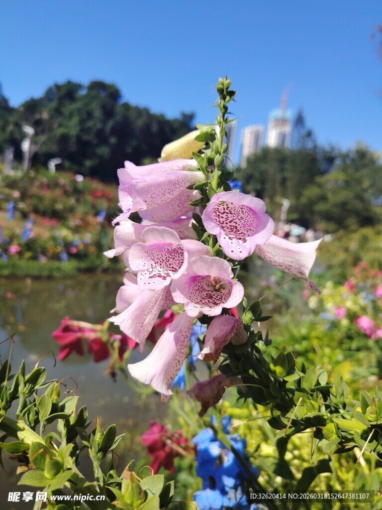 毛地黄