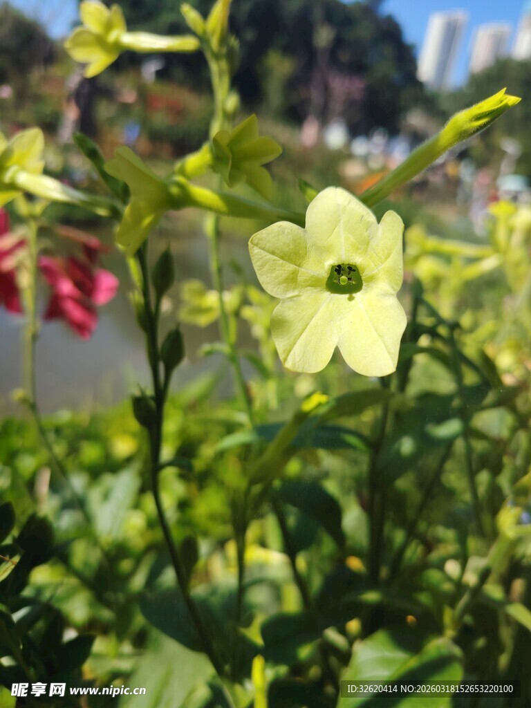 黄色小花绽放于绿叶间