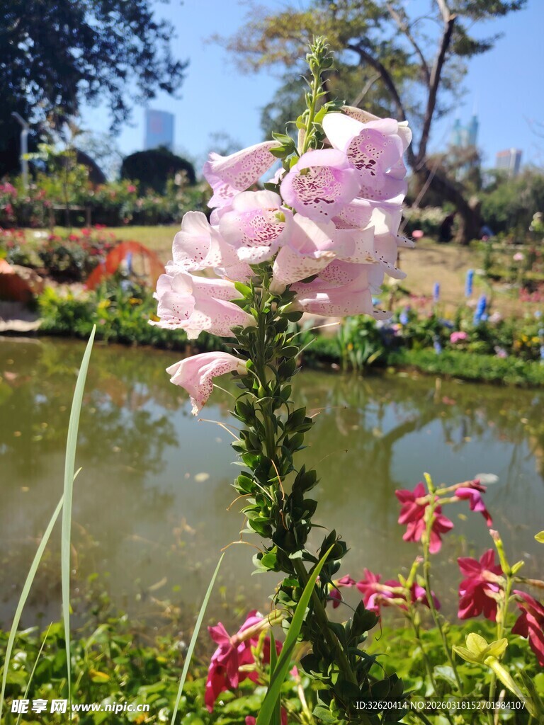 湖畔绽放的艳丽花卉