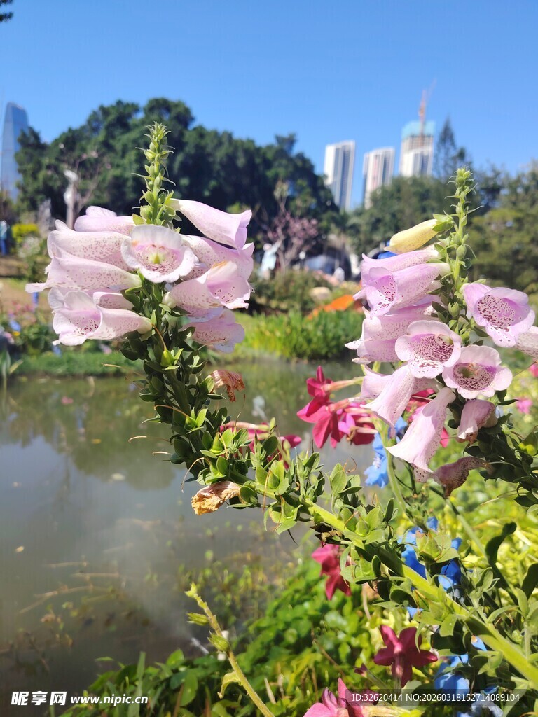 湖畔繁花绽放美景