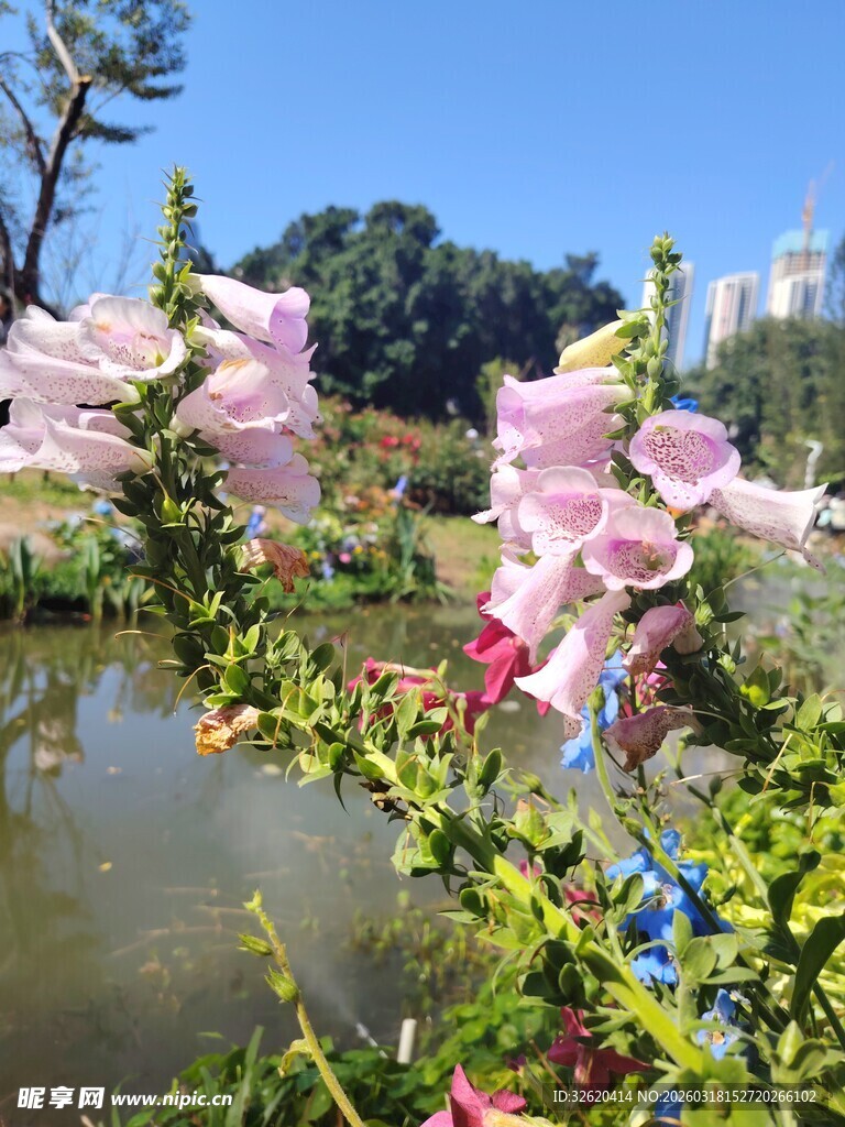 湖畔绽放的美丽花卉