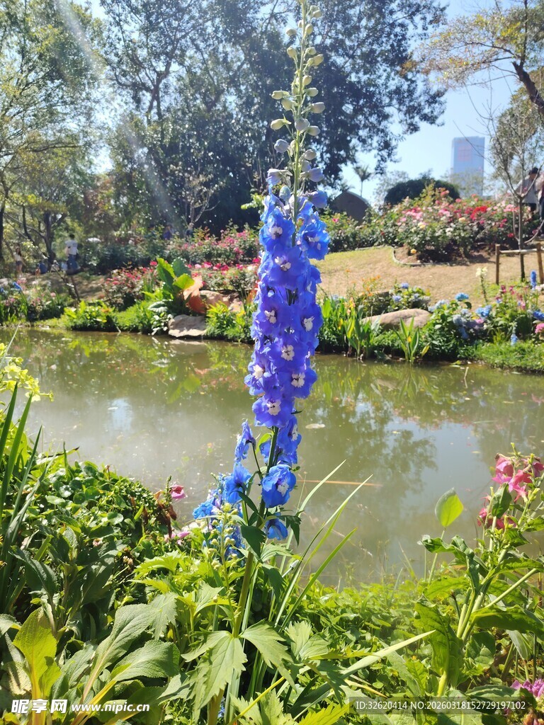 湖畔蓝花绽放的自然美景