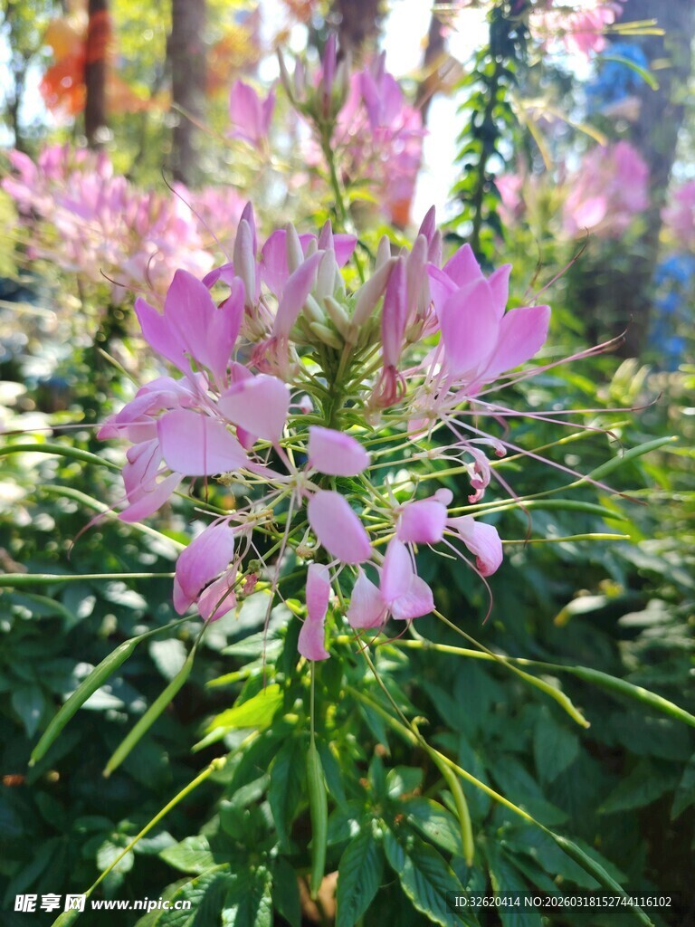 醉蝶花